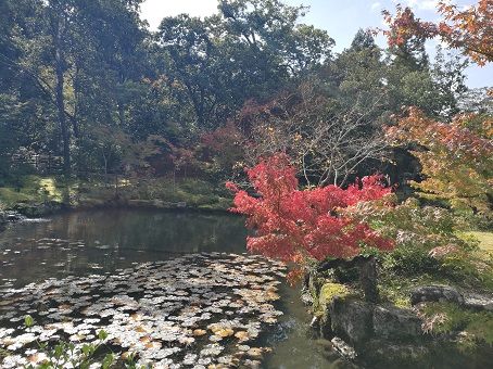 Japanese garden in Nara