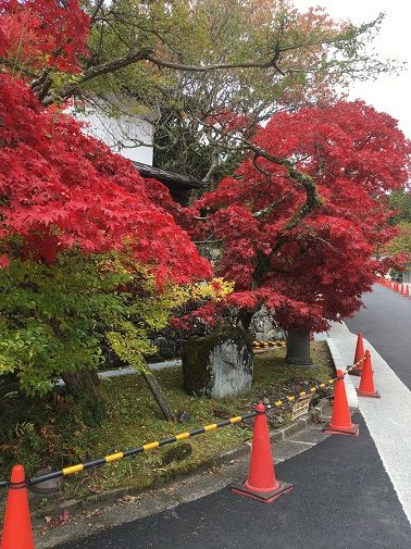 Fall foliage view - a must see in this 2 week Japan itinerary for autumn